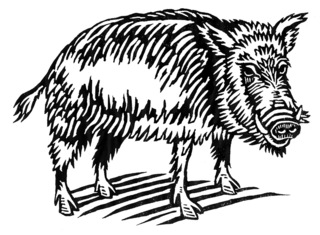 Boar (linocut, 2013)