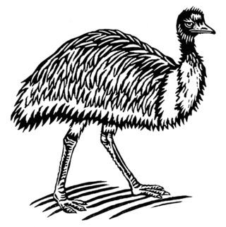 Emu (linocut, 2013)